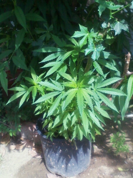 Cannabis plant grown outdoors