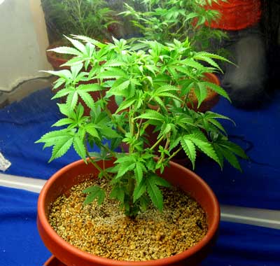 This cannabis plant in the vegetative stage is loving life