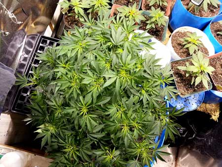 This vegetating cannabis plant has been trained into a bushy monster with many colas