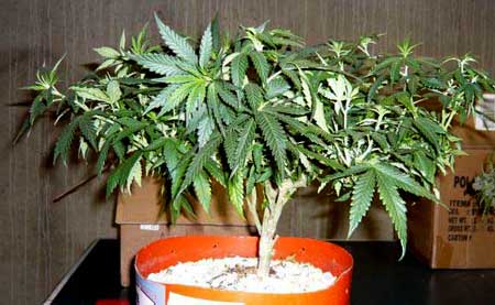 This cannabis plant has experienced some extreme LST (low stress training) & other growth control techniques
