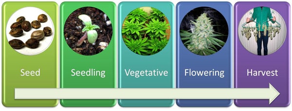 A diagram showing the growing timeline of a cannabis plant, from seed to harvest