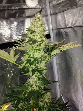 Girl Scout Cookies cannabis cola