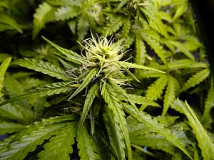 Not Ready to Harvest - Auto Mazar Cannabis