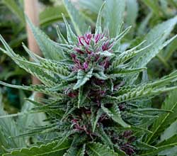 The pistils of your growing cannabis plant can turn pink or purple!