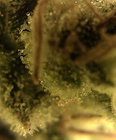 Cannabis trichomes under a magnifier - still mostly clear trichomes - this plant has a while before the buds are ready to harvest