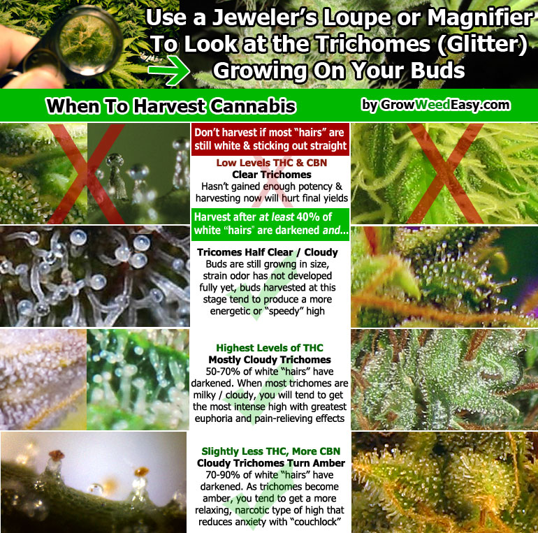 When to harvest cannabis based on the trichomes