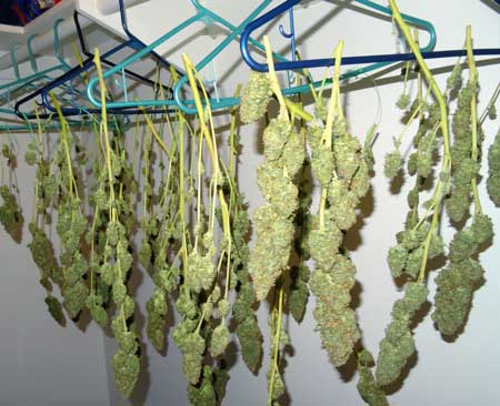 These cannabis plants have been hung to dry from closet hangers