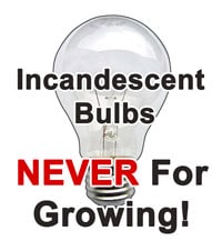 Incandescent light bulbs are not suitable for growing cannabis!