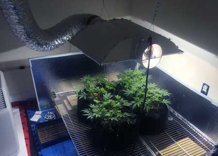 Example of vegetative cannabis plants growing under a Metal Halide (MH) grow light