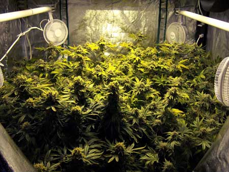 Example of a room full of cannabis colas growing under an HPS grow light