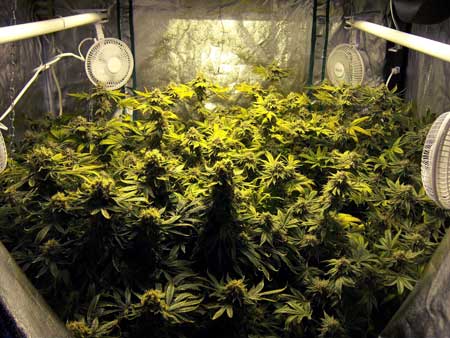 Example of a room full of cannabis colas growing under an HPS grow light