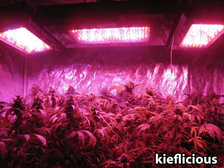 Fat cannabis buds under BlackStar LED grow panels