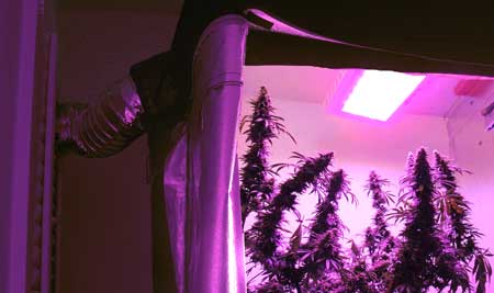 Example of an LED grow light in a tent with an exhaust system to vent out heat