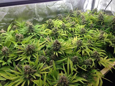 These cannabis plants were grown under a T5 grow light