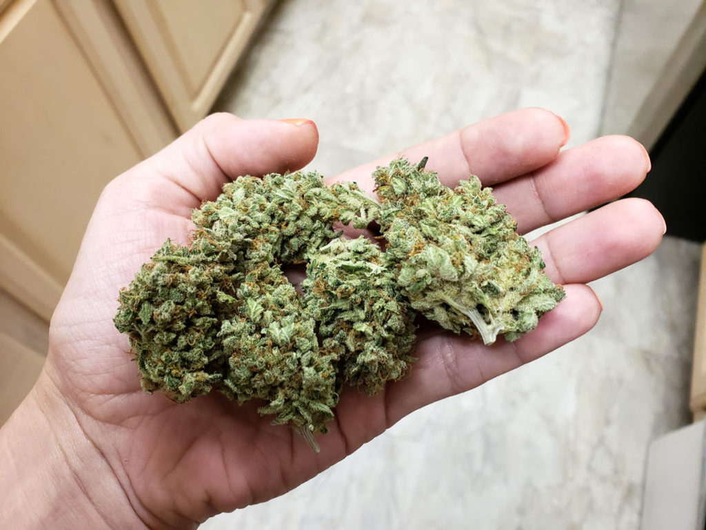 Sweet Seeds Black Jack Automatic strain - buds in hand