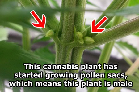 Identify male cannabis plants by their balls (male pollen sacs) which grow at the 