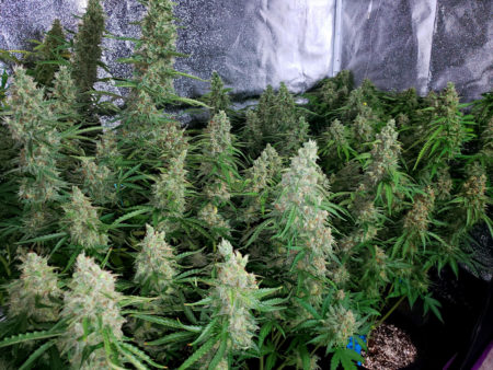 Flowering marijuana plants grown under a 315 CMH (LEC) grow light