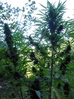 The silhouette of an outdoor cannabis plant growing under the sun