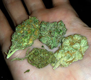 Cómo cultivar cannabis (Guía fácil de 10 pasos)
