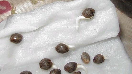Marijuana seeds that have just sprouted
