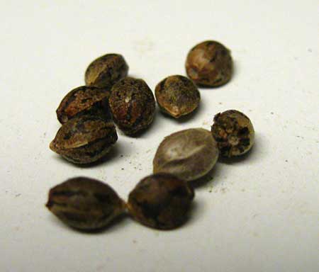Viable cannabis seeds