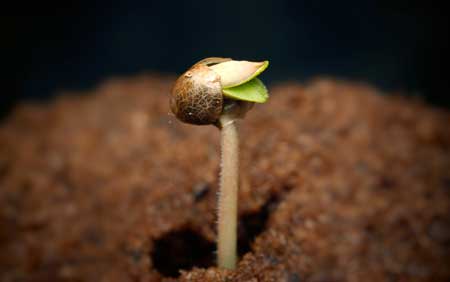 A marijuana seedling with cotyledons just starting to grow out of the cannabis seed shell