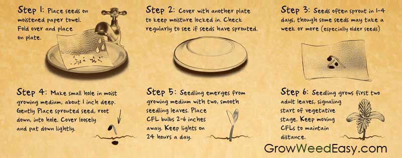 Paper Towel Method - Germinate Marijuana Seeds Demonstration