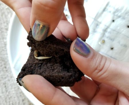 Gently place your germinated seed inside the Rapid Rooter