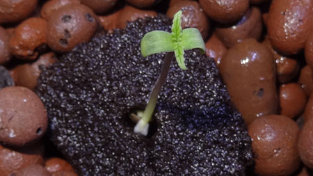 Cannabis seedling opening its first real leaves