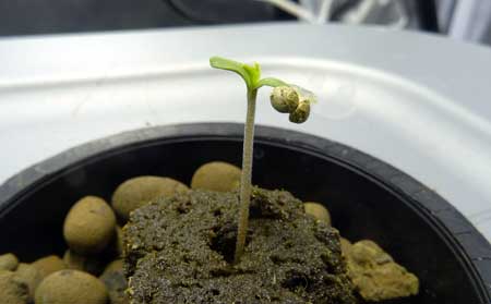 Some times the shell can get caught on the marijuana seedling