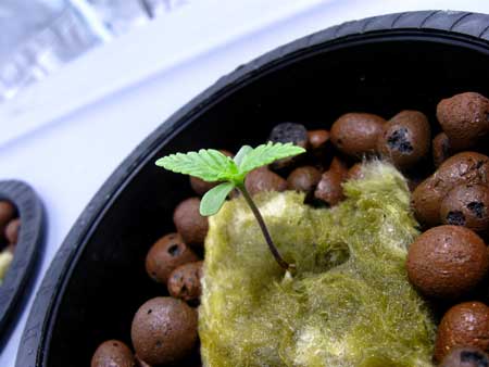 A cannabis seedling growing its first few sets of leaves
