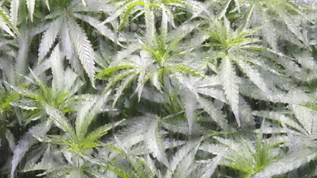Think springtime conditions when germinating marijuana seeds