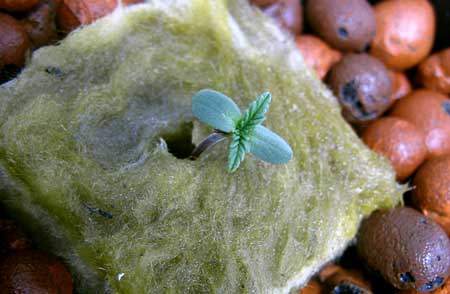 Another view of that cannabis seedling