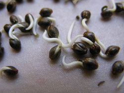 Healthy marijuana seeds are dark and hard. Stripes and other dark coloring is normal. But when it comes down to it, any seed that sprouts is a good seed.