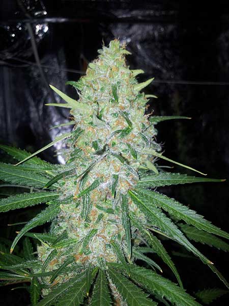 This marijuana cola is ready for harvest - all the pistils have darkened and curled in