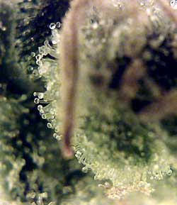 Look at the trichomes under a microscope to learn when to harvest marijuana for the highest THC levels