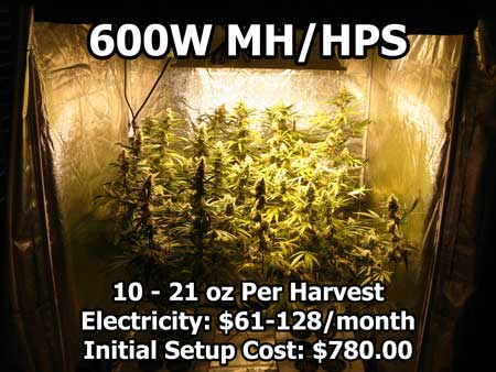Over a pound of weed growing under a 600W HPS light