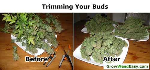 Trimming your marijuana buds - before and after example - cut off all the biggest fan leaves and any sugar leaves that are covering buds.