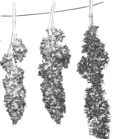 Drying marijuana buds on string - a tried and true method for hanging pot plants to dry!