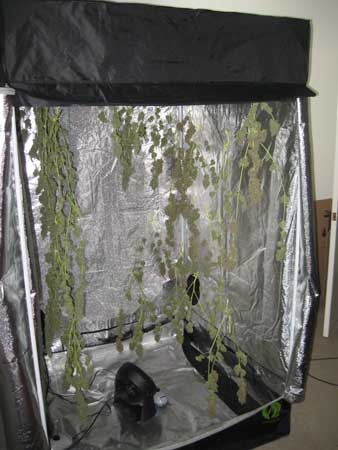 Drying marijuana buds in a cannabis grow tent can be convenient
