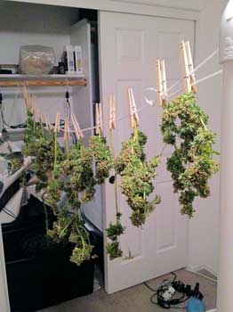 Cannabis buds hanging to dry after harvest - a beautiful marijuana yield with fat buds!
