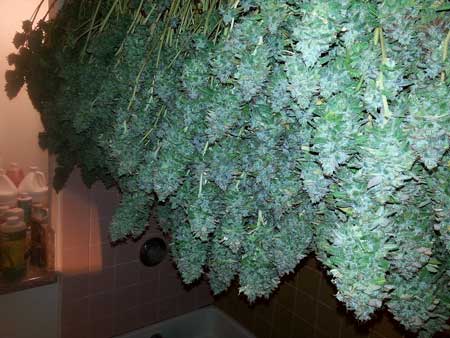 Drying your cannabis buds can be a beautiful sight to behold!