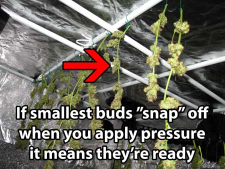 Cannabis buds are done drying when the buds snap off instead of leaving strings behind