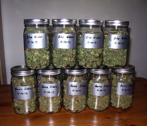 Marijuana buds curing in mason jars - a happy harvest