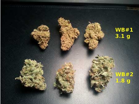 Cannabis wet cure vs dry cure - different color, smell and taste results 