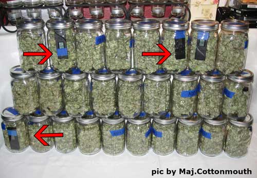 Marijuana buds curing with Hygrometer III hydrometers to help monitor the humidity during the curing in jars process