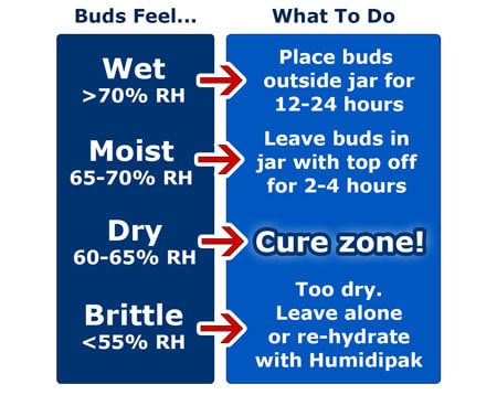 Overview of curing cannabis humidity requirements