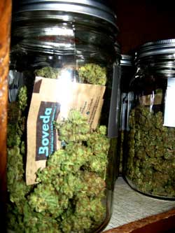 Marijuana buds being cured in jars with Boveda Medium 62 Humidipaks