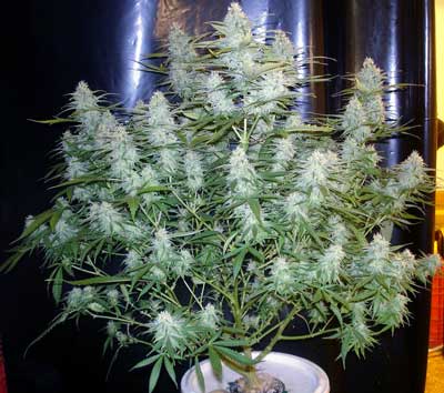Example of a cannabis plant in the flowering stage, growing big fat buds. In order to get the best yields, you need to use flowering nutrients that contain lots of P and K, but low levels of N