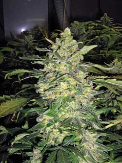 Grow huge colas that smell amazing by starting out with the best cannabis nutrients!